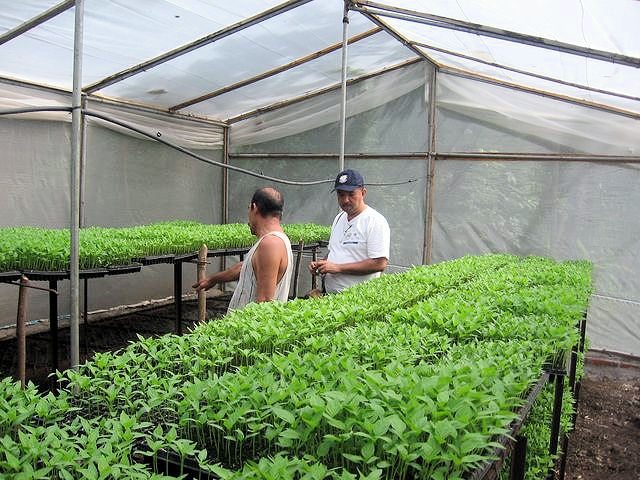 agroena_plantinera.jpg