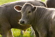 vacas_brown.jpg